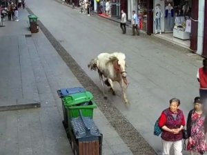 Çin’de Hızla Koşan At Yayaları Ezdi