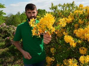 Karadeniz Yaylarında Güller Açtı