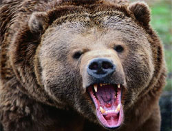 Ayının saldırdığı yaşlı adamı köpekleri kurtaramadı