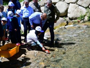 Trabzon’da 14 Yılda 16 Milyon Yavru Alabalık Orman İçi Sulara Bırakıldı