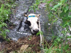 Havuza Düşen İnek Operasyonla Kurtarıldı