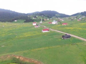 Mor Yayla Bu Sefer Sarıya Büründü