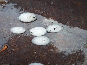 Ceviz Büyüklüğünde Dolu Yağdı: Araçlar Kapalı Alanlara Çekildi