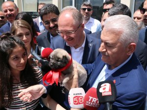 Binali Yıldırım: "Kiraz Ağaçları Gevrek Olur Düşmesin"