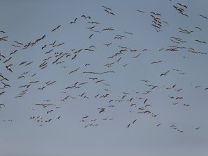 Ak Pelikanların Gökyüzündeki Dansı Havadan Görüntülendi