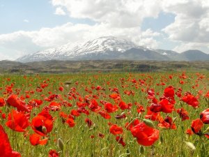 Süphan Dağı Ve Gelincik Çiçeklerinin Muhteşem Manzarası