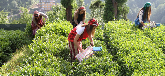 ÇAYKUR'dan Üreticilere İkinci Sürgün Yaş Çay Hasadı Uyarısı: "Acele Etmeyin, Ürün Bahçede Güvende"