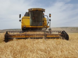 Arpa Ve Buğdayda Yüksek Rekolte Çiftçiyi Sevindirdi