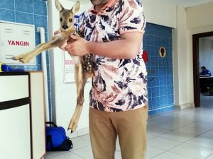 Yavru Karaca Zirai İlaçlardan Zehirlenip Ölmek Üzereyken Son Anda Kurtarıldı