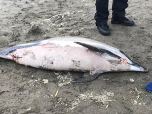 Bu Kez Samsun ’Da Kıyıya Vurdu