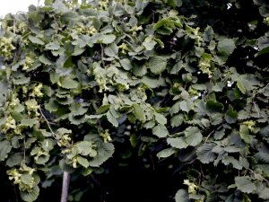 Uygulama Bahçeleri Olumlu Sonuç Verdi, Dönüm Başına 250 Kilo Fındık Alınacak