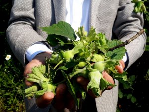 Fındık Hasadı Öncesi Korkutan Açıklama