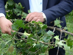 Fındığı ’Dolu’ Vurdu