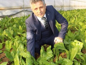 Ülke Nüfusu Artarken Sebze Üretim Alanları Azaldı