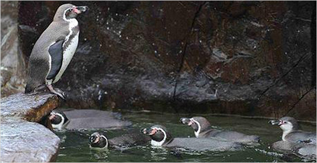 Sudan korkan penguen