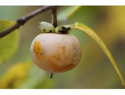 Sindirim Sorunu Bulunanlar Bu Meyveden Uzak Durmalı