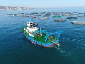 Trabzon’da Kafes Balığı Üretiminden Yaklaşık 30 Milyon Dolarlık Döviz Girdisi Beklentisi