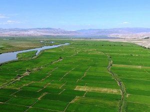 Beyaz Altın Tarlaları Havadan Görüntülendi
