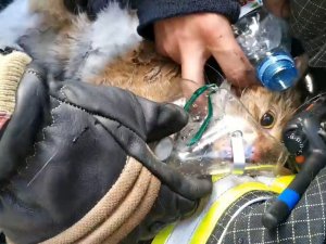 Rus İtfaiyeciler Yangından Kurtardıkları Kediyi Hayata Döndürdü