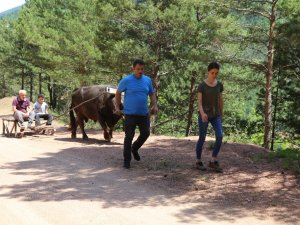 Artvin’de Boğalar Kafkasör Festivali Öncesi Kampa Girdi