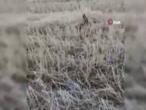 Yılanların Aşk Dansı Kamerada