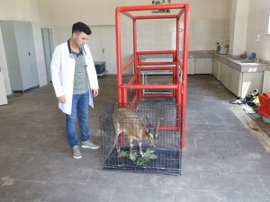 Yaralı Dağ Keçisi Tedavi Edildi