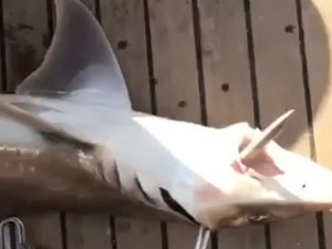 Antalya’da 2 Metre Boyunda Köpek Balığı Yakalandı
