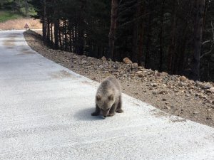 Yavru Ayı Yola İndi, Arap Turistler Şaştı Kaldı