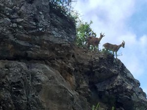 Tomara’nın Güzel Misafirleri Kameralara Takıldı