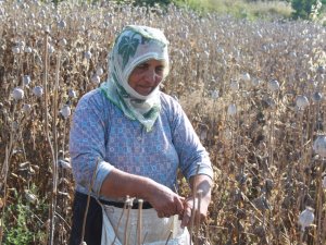 Amasya’da Haşhaş Hasadı Başladı