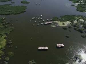 Yavrularını Büyüten Tepeli Pelikanlar Havadan Görüntülendi