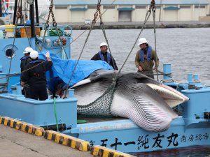 Japonya 31 Yıl Aradan Sonra Ticari Balina Avcılığına Başladı