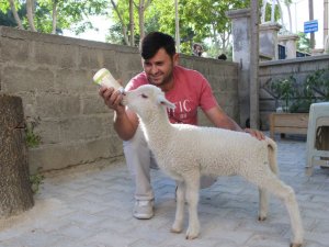 Çocuğu Gibi Büyüttüğü Kuzusu Peşinden Ayrılmıyor