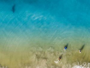 Çocuklarına Doğru Yüzen Köpek Balığını Drone Sayesinde Fark Etti
