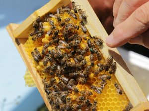 Gümüşhane Kafkas Ana Arı Üretim Üssü Olma Yolunda İlerliyor