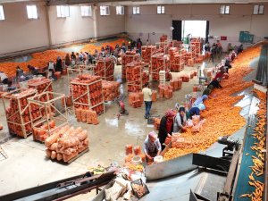 Havucun Merkezi Konya’da Hasat Yapılıyor