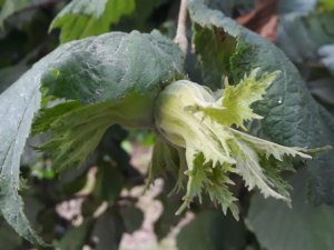 Yeni Fındık Sezonu Öncesi Fındık Fiyatları 20 Lirayı Gördü