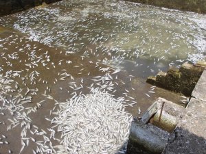 150 Bin Balık Telef Oldu, 300 Bin Tl’lik Zarar Oluştu