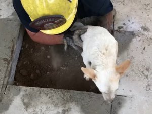 Betonun Altında Sıkışan Köpek Kurtarıldı