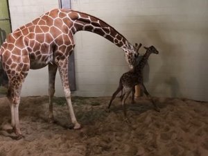 Hayvanat Bahçesinin Yeni Üyesi İlk Adımlarını Attı