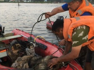Sele Kapılan Hayvanlar Nehirden Toplanıyor