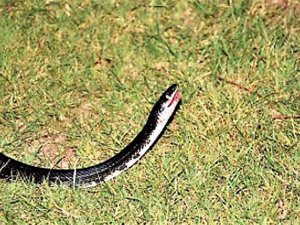 Şoföre Yılan Attı, Aracını Çaldı