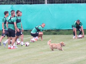Konyaspor Antrenmanına Davetsiz Misafir