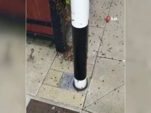 İrlanda’da Arılar Paniğe Neden Oldu