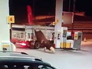 Boğa Kamyon Kasasından Böyle Atladı