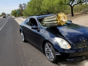 Arizona’da Otomobil Kaktüse Daldı