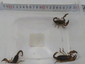 Çin’de Posta Paketinden 14 Canlı Akrep Çıktı