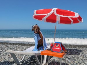 Narkotik Köpeği Vuslat’ın Emeklilik Keyfi