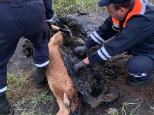 Bataklığa Saplanan Buzağı Güçlükle Kurtarıldı