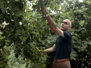 Fındık Üreticisi Hasat İçin Gün Sayıyor